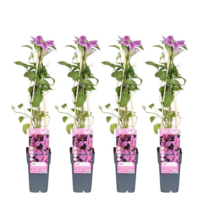 Clematis ‘Tudor’ pflegen – reichblühende Clematis für Garten & Terrasse - Green Guardia - Ihr Experte für Schädlinge und Pflanzen