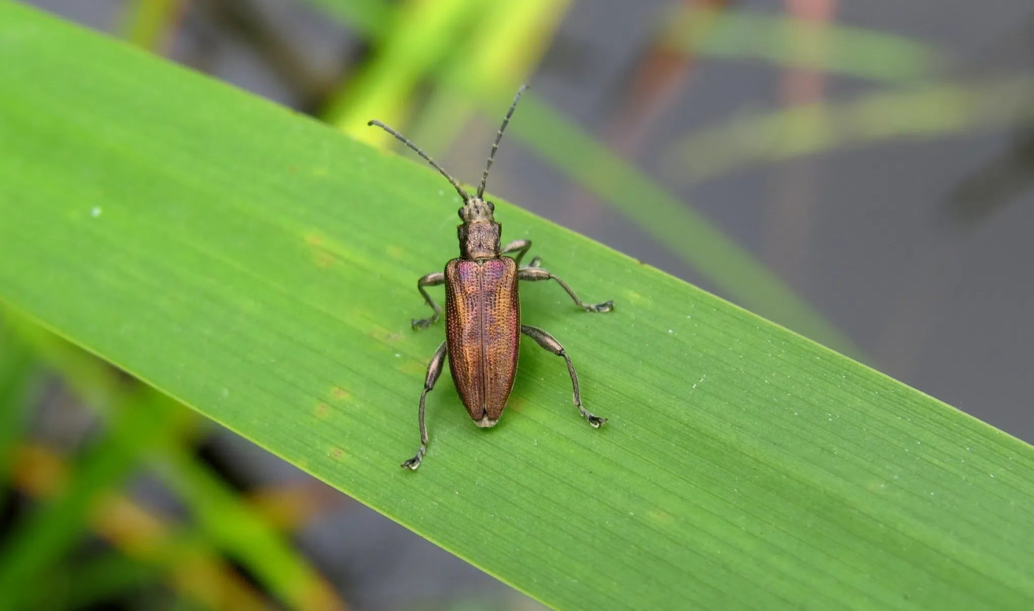 Messingkäfer bekämpfen: Erkennung, Maßnahmen und natürliche Nützlinge - Green Guardia - Ihr Experte für Schädlinge und Pflanzen