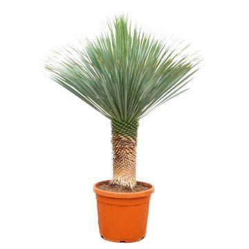 Yucca Rostrata – Die Blaue Palmlilie: Majestätischer Wüsten-Charme für Garten und Terrasse - Green Guardia - Ihr Experte für Schädlinge und Pflanzen