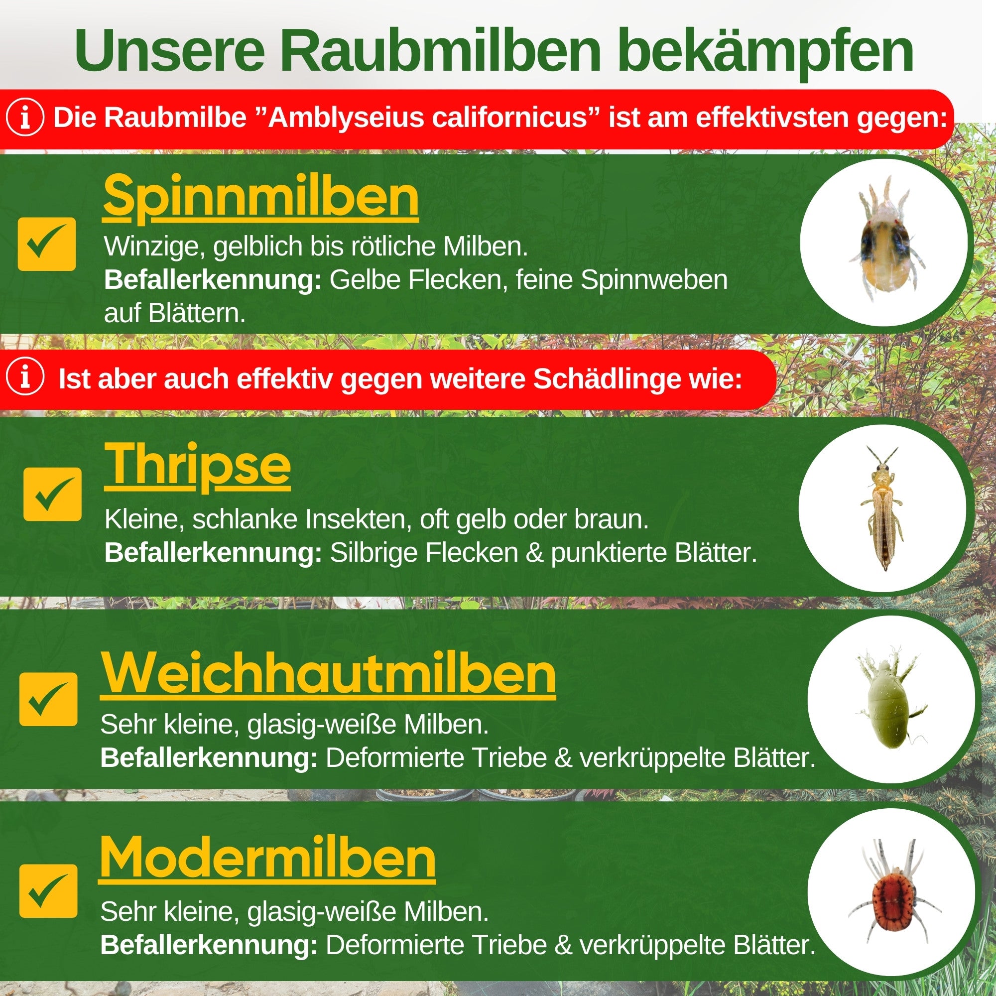 Roofmijten tegen spintmijten – los product