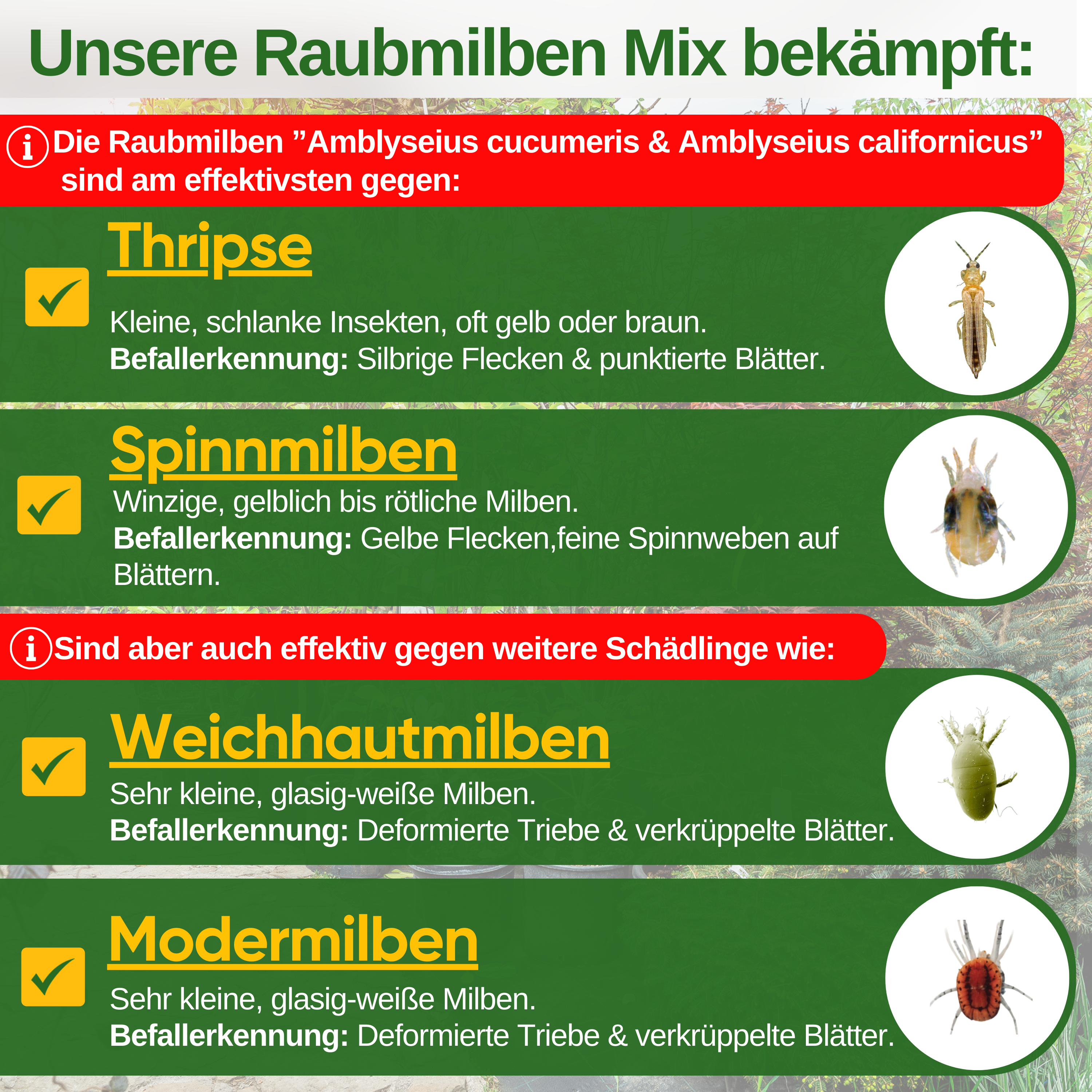 Roofmijtenmix tegen trips en spint – los product