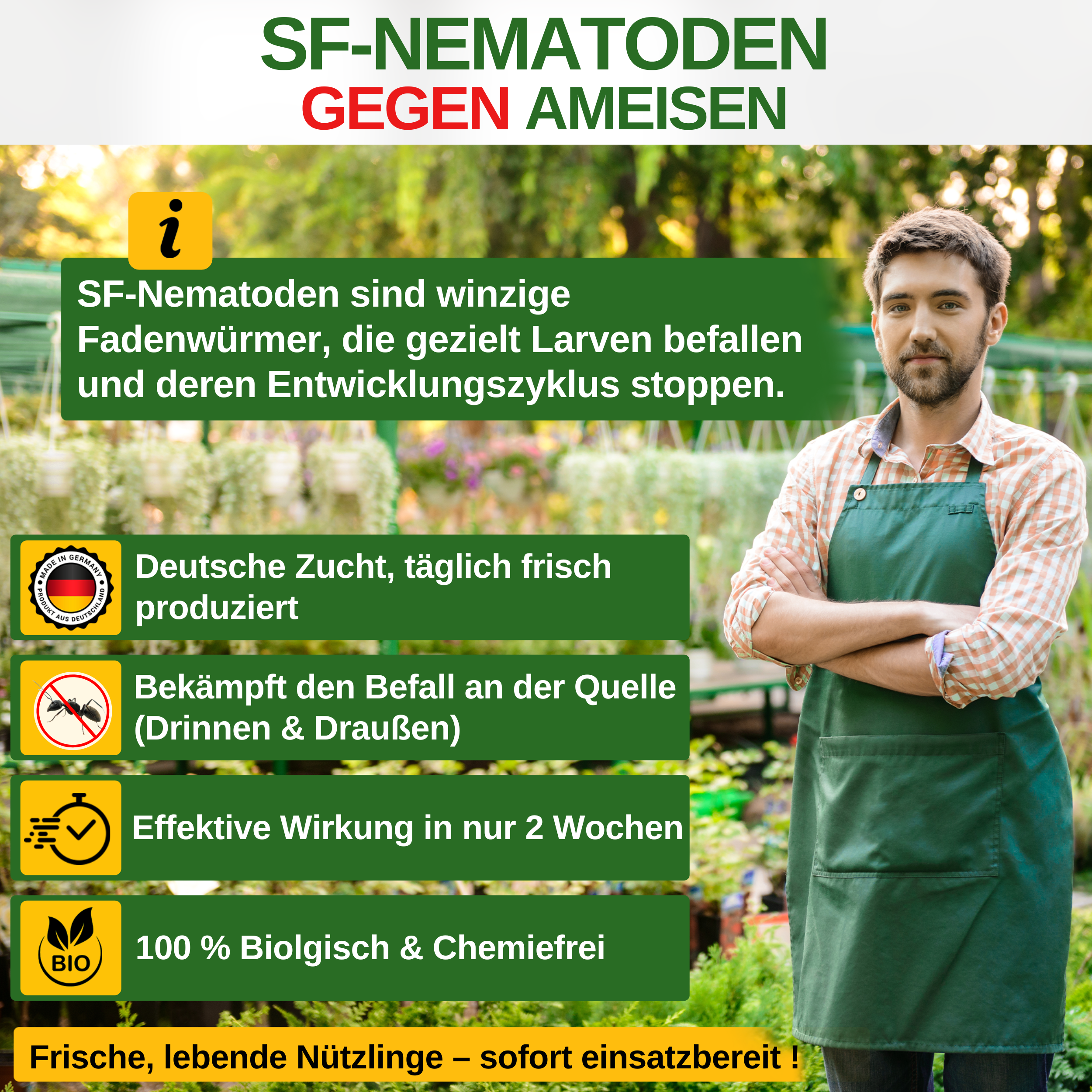 SF-Nematoden gegen Ameisen