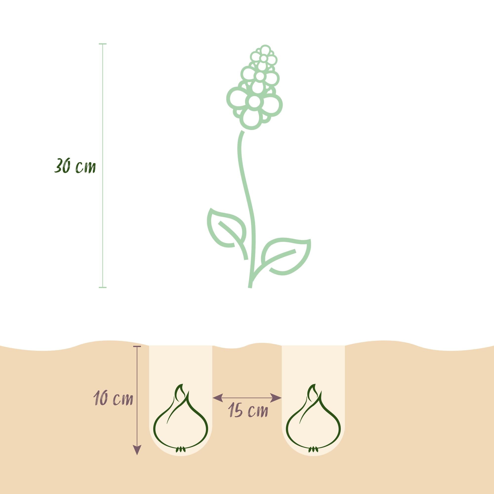 Blumenzwiebeln – Muscari ‘White Magic’ – winterhart & mehrjährig – weiß – 50 Stück – Zwiebelgröße 6/7 – XXL Pack - Green Guardia - Ihr Experte für Schädlinge und Pflanzen