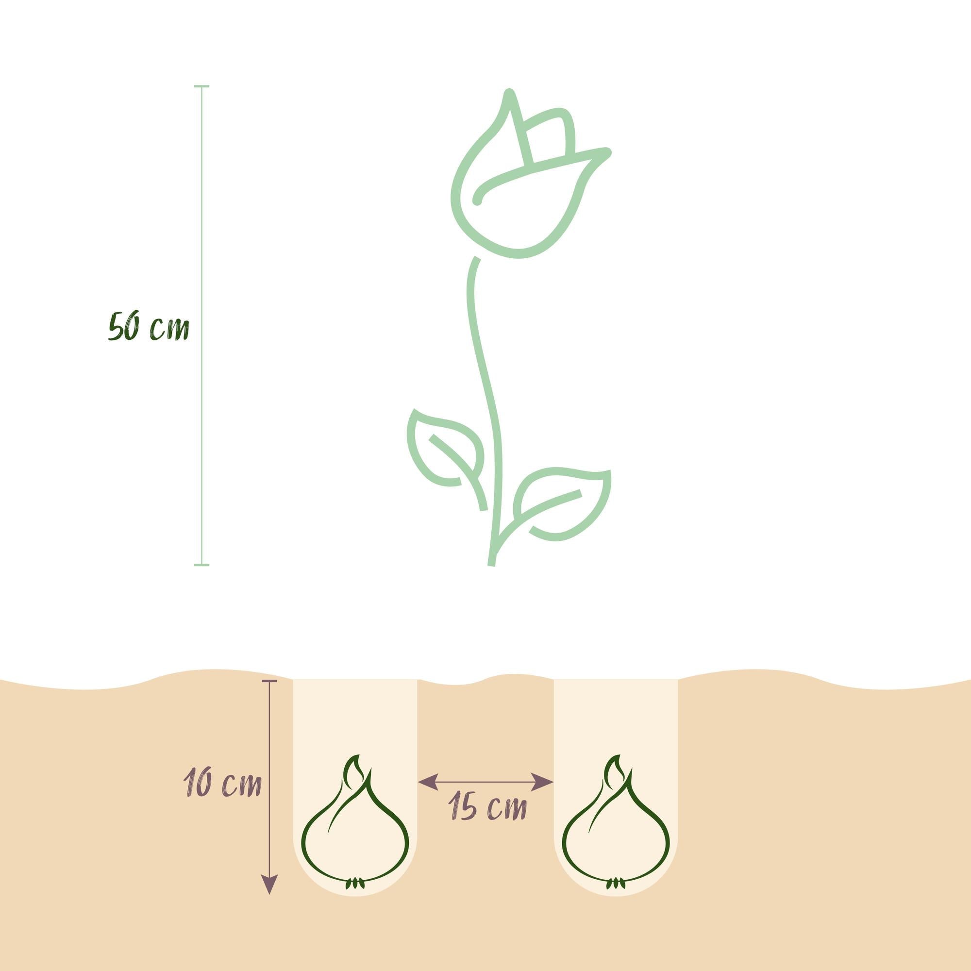 Blumenzwiebeln – Tulpe Triumph ‘White’ – winterhart & mehrjährig – weiß – 15 Stück – Zwiebelgröße 11/12 – XXL Pack - Green Guardia - Ihr Experte für Schädlinge und Pflanzen