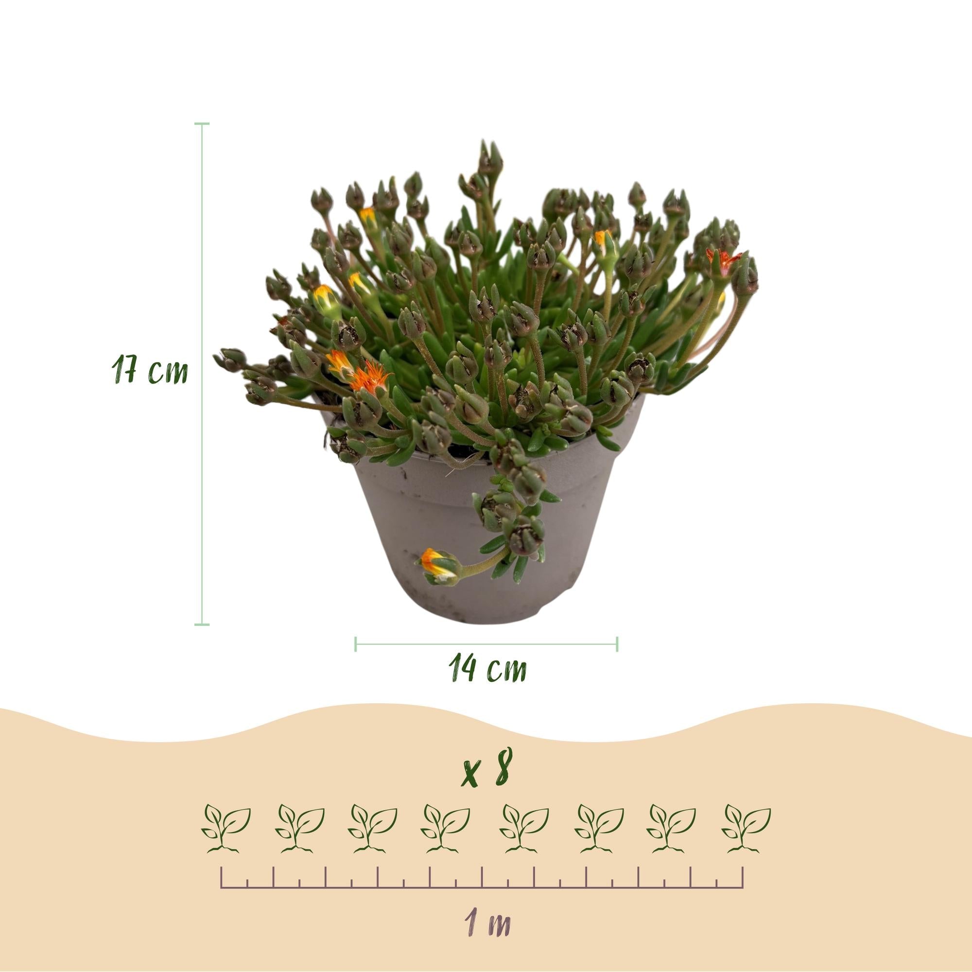 Bodendecker – Delosperma ‘Jewel of the Desert’ – winterhart – 8 Pflanzen – rot, orange, lila & rosa – pflegeleicht – 14 cm Topf, ca. 17 cm hoch - Green Guardia - Ihr Experte für Schädlinge und Pflanzen
