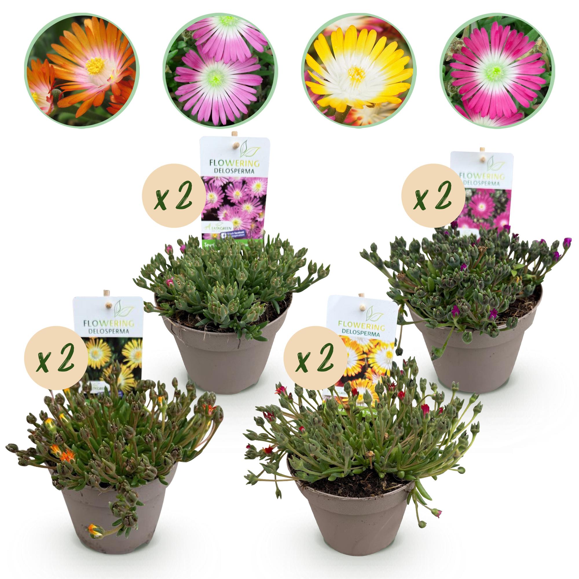 Bodendecker – Delosperma ‘Jewel of the Desert’ – winterhart – 8 Pflanzen – rot, orange, lila & rosa – pflegeleicht – 14 cm Topf, ca. 17 cm hoch - Green Guardia - Ihr Experte für Schädlinge und Pflanzen