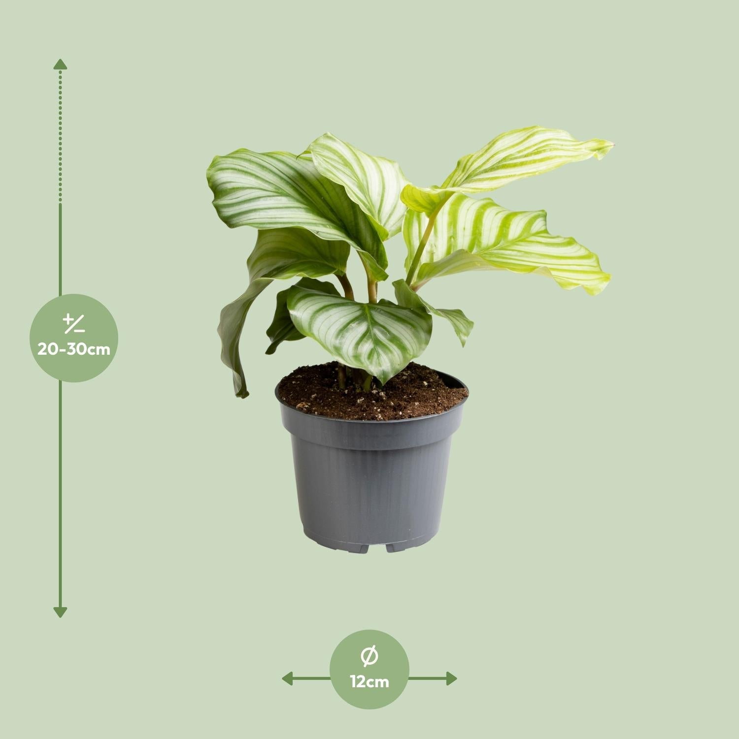 Calathea Orbifolia – Rundblatt - Korbmarante - 25 - 65cm - Green Guardia - Ihr Experte für Schädlinge und Pflanzen