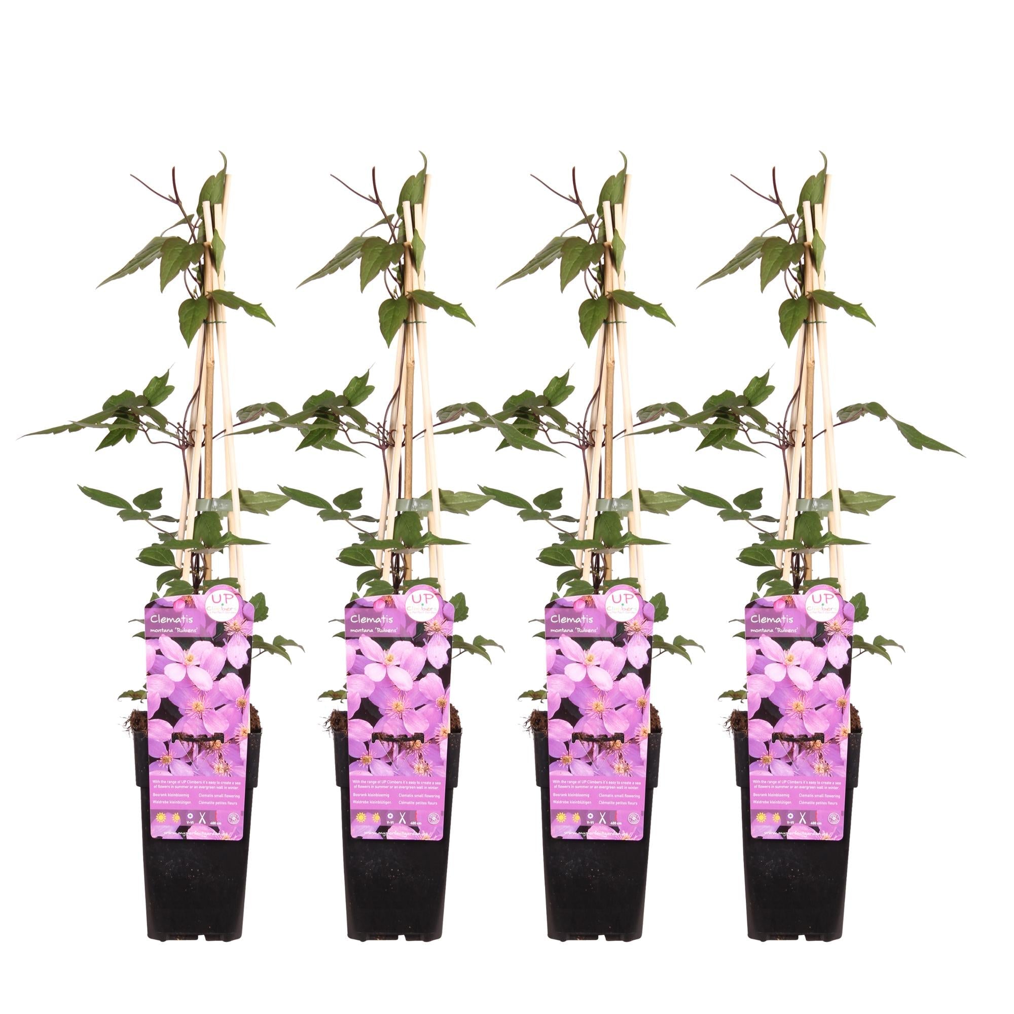 Clematis montana ‘var. rubens’ – robuste, frühblühende Kletterpflanze, 15 cm Topf, 65 cm hoch - Green Guardia - Ihr Experte für Schädlinge und Pflanzen