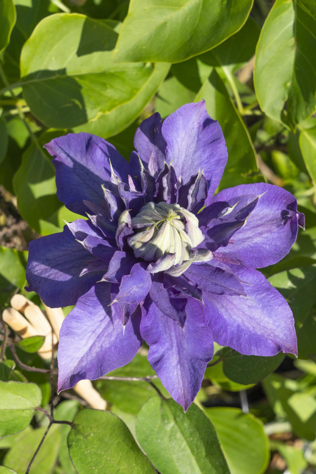 Clematis ‘Multi Blue’ – großblütige, blau - violette Kletterpflanze, 15 cm Topf, 65 cm hoch - Green Guardia - Ihr Experte für Schädlinge und Pflanzen
