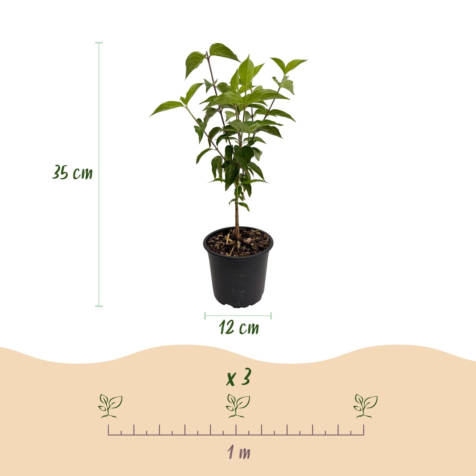 Cornus kousa chinensis – laubabwerfend & pflegeleicht – weiße Blüte – 12 cm Topf, ca. 35 cm hoch - Green Guardia - Ihr Experte für Schädlinge und Pflanzen
