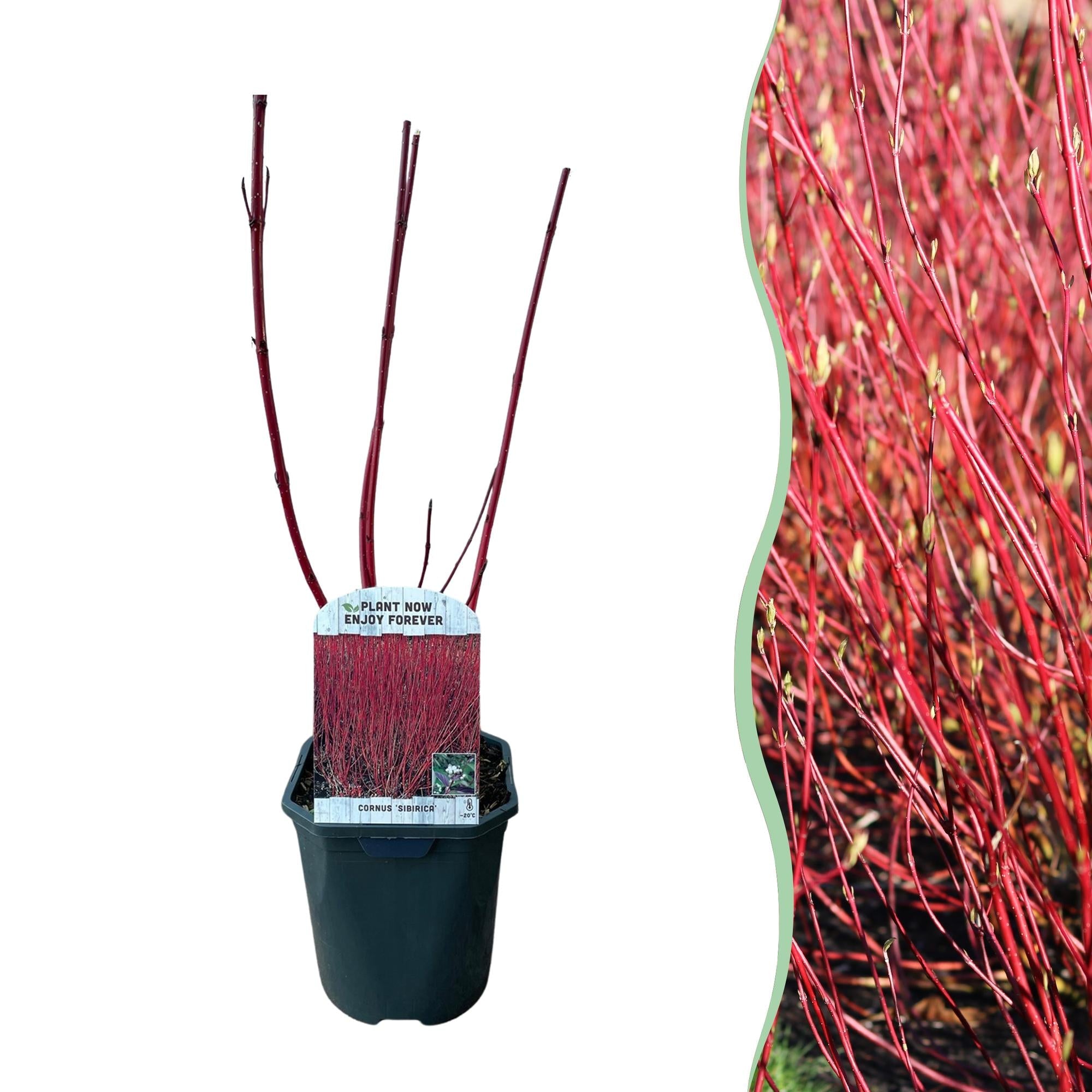 Cornus sibirica – laubabwerfender Zierstrauch, rote Zweige, 17 cm Topf, 45 cm - Green Guardia - Ihr Experte für Schädlinge und Pflanzen