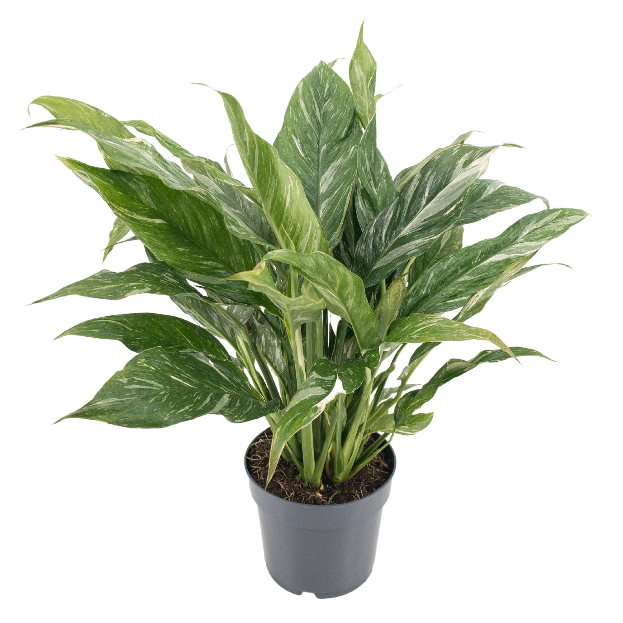 Dieffenbachia ‘Diamond Variegata’ – Dieffenbachie – 14 cm Topf, 55 cm hoch - Green Guardia - Ihr Experte für Schädlinge und Pflanzen