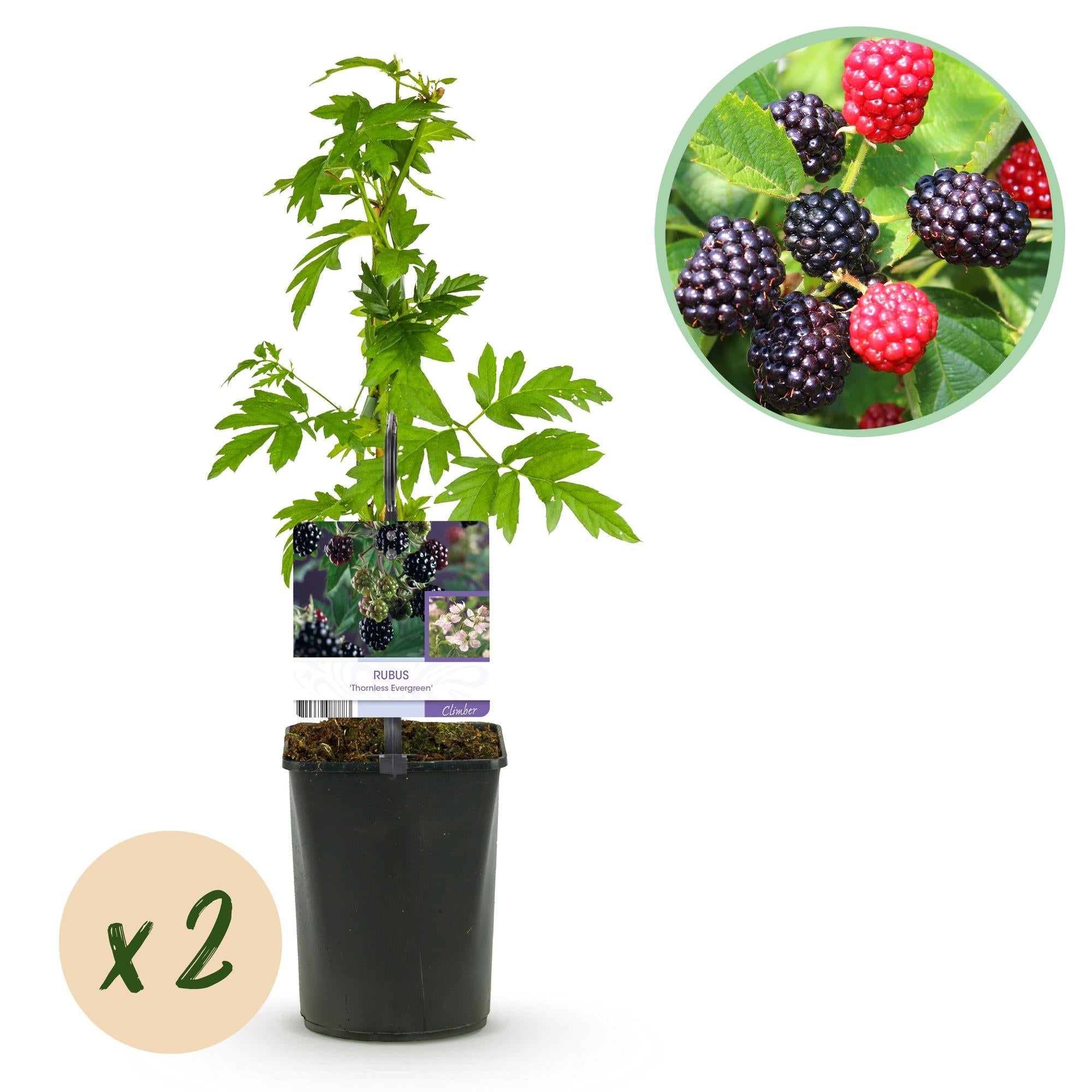 Dornlose Brombeere „Thornfree Evergreen“ – 2 kräftige Pflanzen im 11 cm Topf (ca. 40 cm) - Green Guardia - Ihr Experte für Schädlinge und Pflanzen