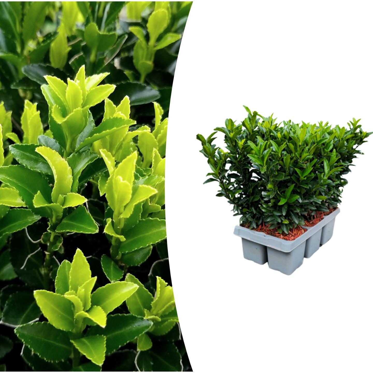 Euonymus ‘Green Spire’ – immergrün & pflegeleicht – 7 cm Topf, ca. 15 cm hoch - in verschiedener Anzahl - Green Guardia - Ihr Experte für Schädlinge und Pflanzen