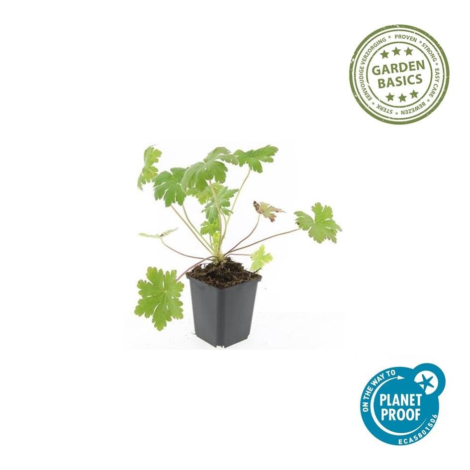 Geranium Macrorrhizum Ingwersen s Var Winterhart 9 Cm Topf 10 2 geranium-macrorrhizum-ingwersen-s-var-winterhart-9-cm-topf-10-2