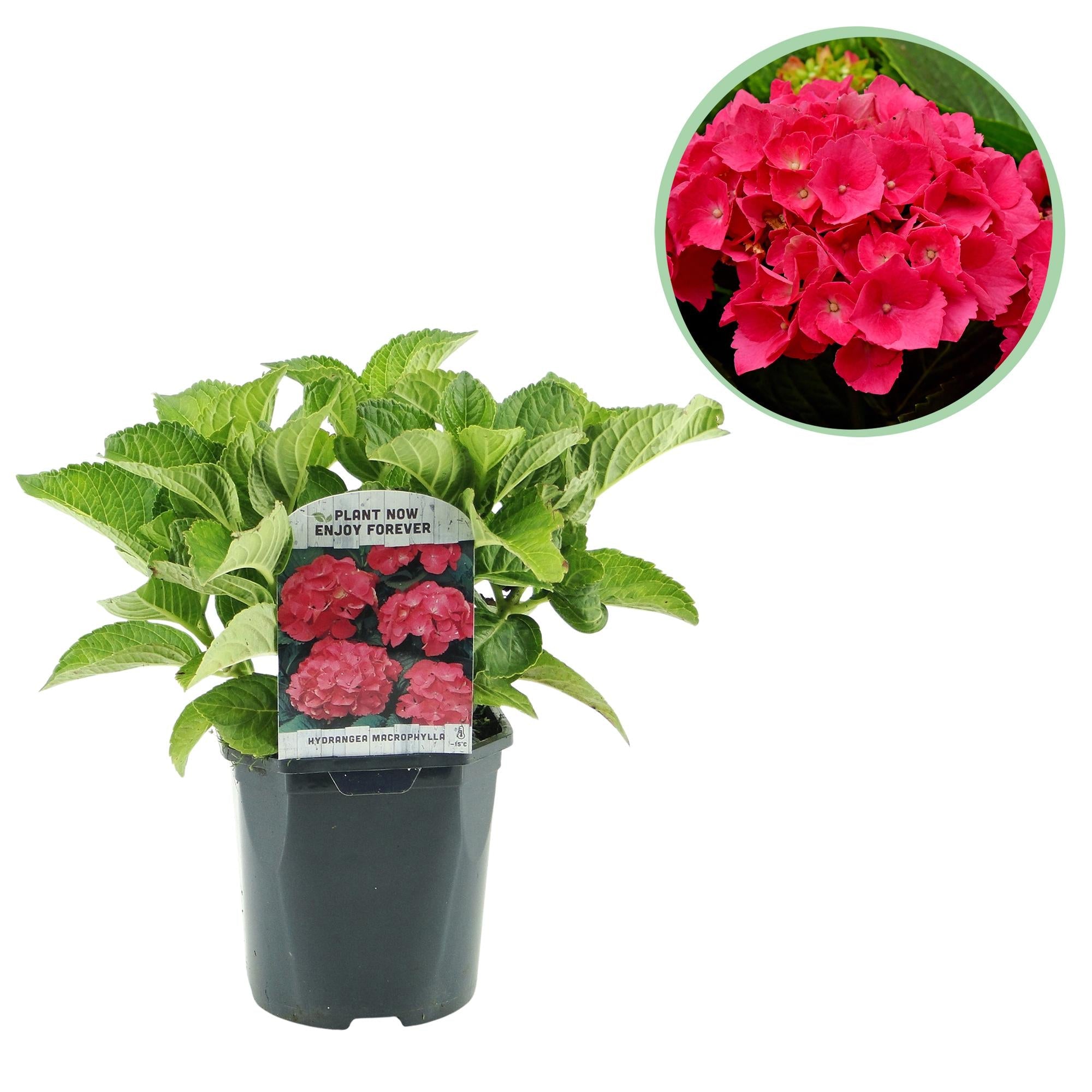 Hydrangea macrophylla – robuste Hortensie in mehreren Farben - 1 Pflanze, 17 cm Topf, 30 cm Höhe - Green Guardia - Ihr Experte für Schädlinge und Pflanzen