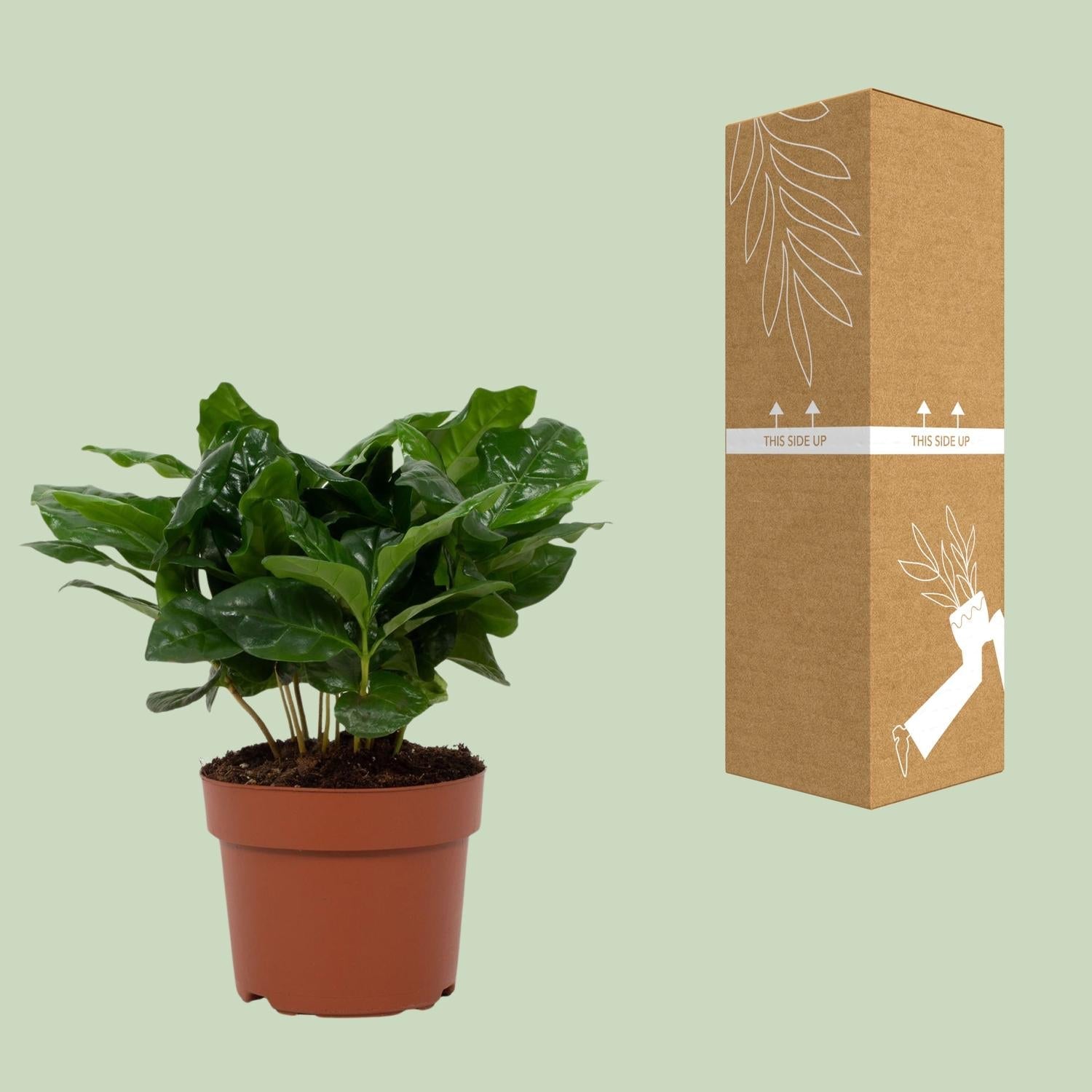 Kaffeepflanze (Coffea arabica) – 22–30 cm - Green Guardia - Ihr Experte für Schädlinge und Pflanzen