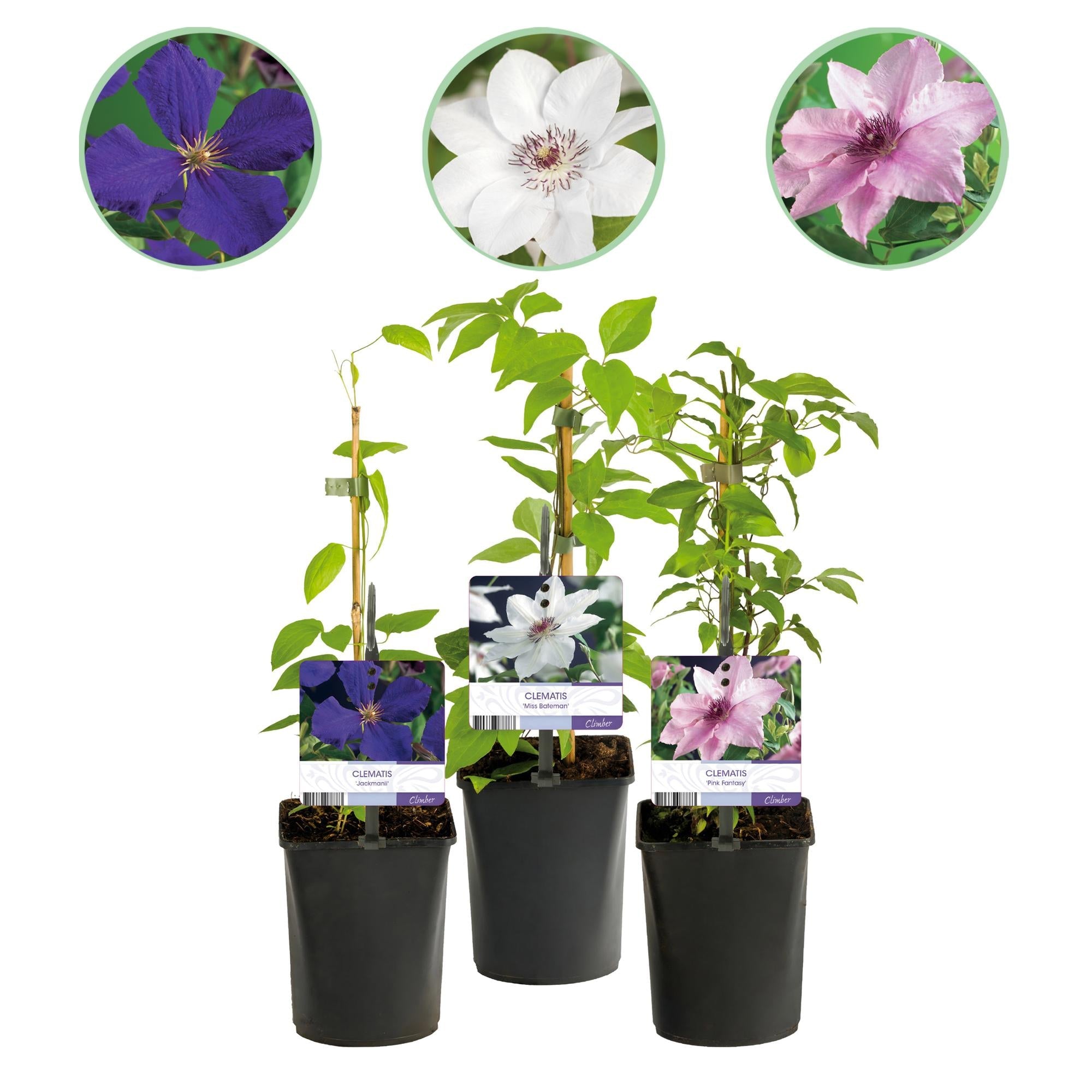 Kletterpflanze Clematis ‘Tricolour’ – Rosa - Weiß - Lila Blüte, 3 Pflanzen, 11 cm Topf, ca. 40 cm hoch - Green Guardia - Ihr Experte für Schädlinge und Pflanzen