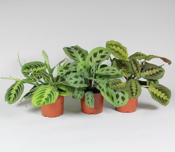 Maranta leuconeura ‘Fascinator’ – Mix aus 3 Sorten – 12 cm Topf, ca. 30 cm hoch - Green Guardia - Ihr Experte für Schädlinge und Pflanzen