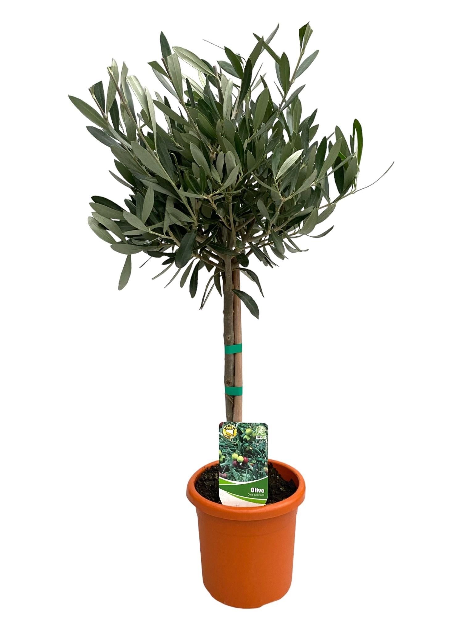 Olivenbaum auf Stamm – Olea europaea, 15 cm Topf, 60 cm hoch - Green Guardia - Ihr Experte für Schädlinge und Pflanzen