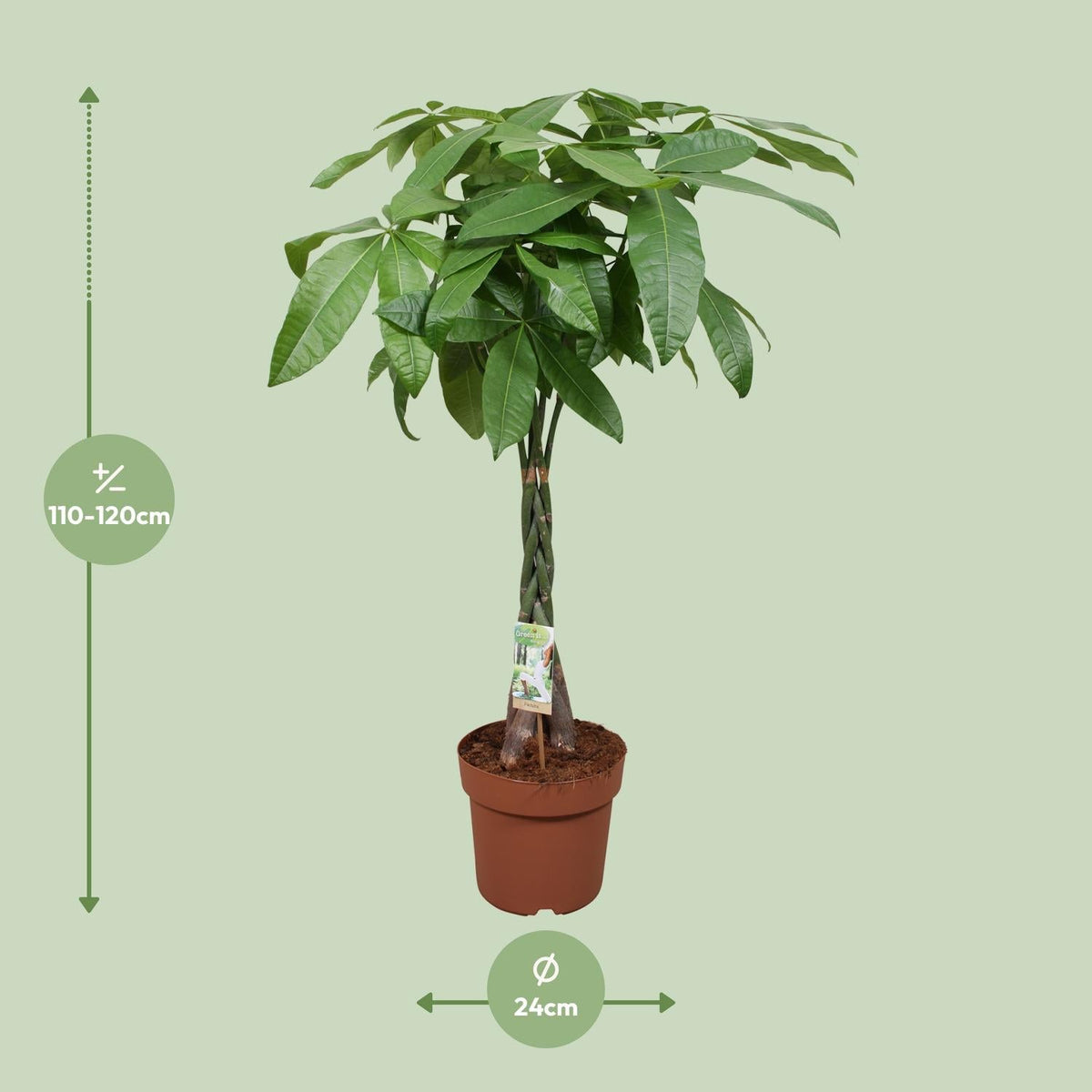 Pachira Aquatica – Glückskastanie - 35 - 120 cm - Green Guardia - Ihr Experte für Schädlinge und Pflanzen