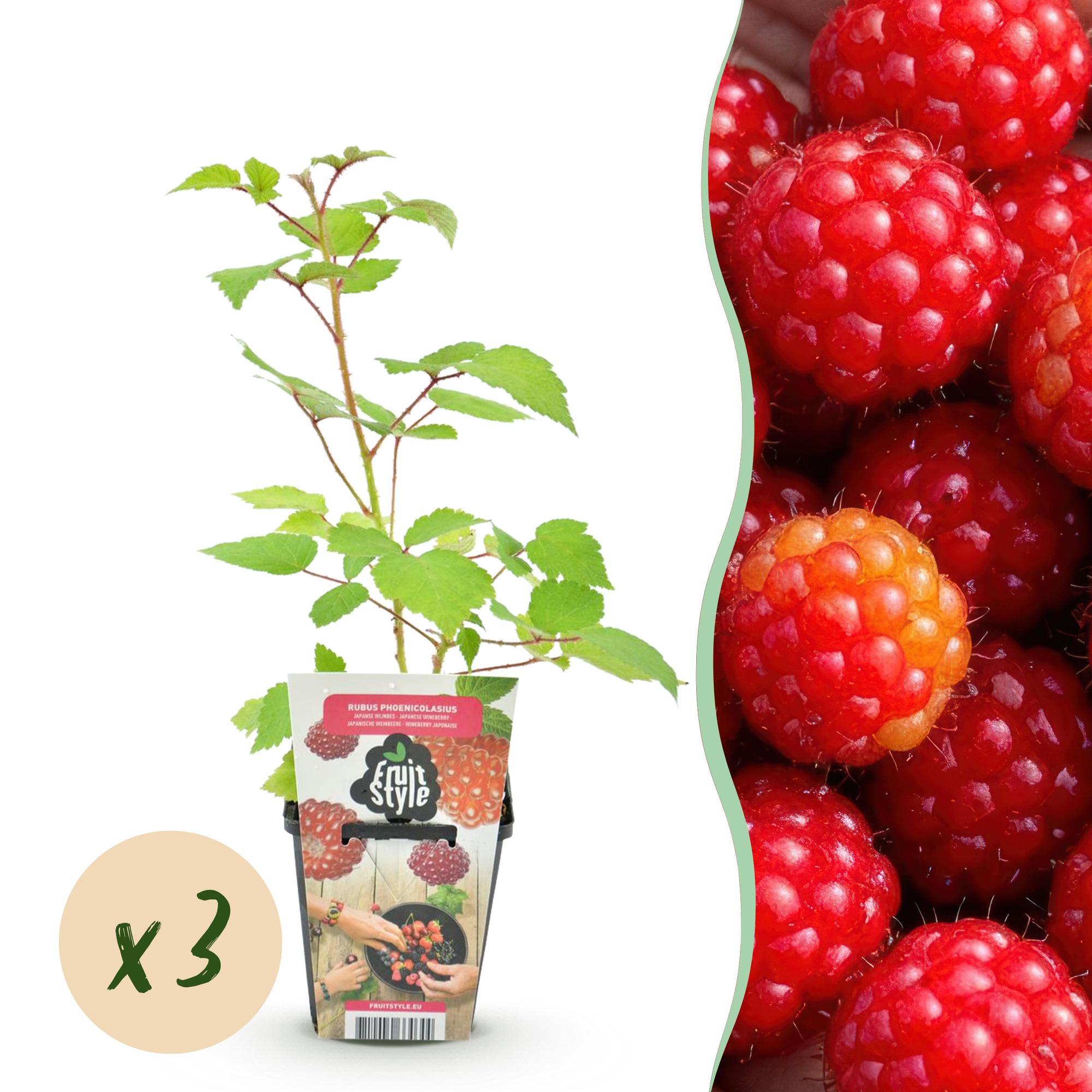 Rubus phoenicolasius – japanische Weinbeere – winterhart – rote Beere – 3 - 6 Pflanzen – 9 cm Topf - Green Guardia - Ihr Experte für Schädlinge und Pflanzen