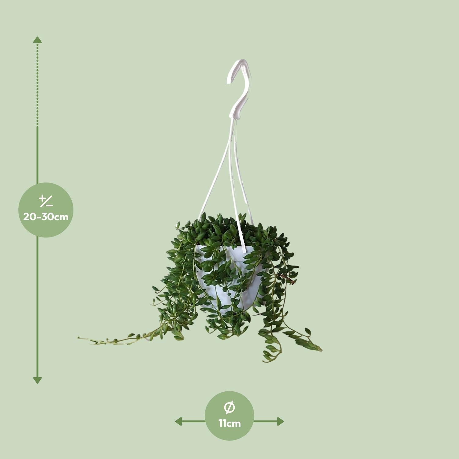 Senecio Herreianus – Erbsenpflanze - 20 - 25 cm - Green Guardia - Ihr Experte für Schädlinge und Pflanzen