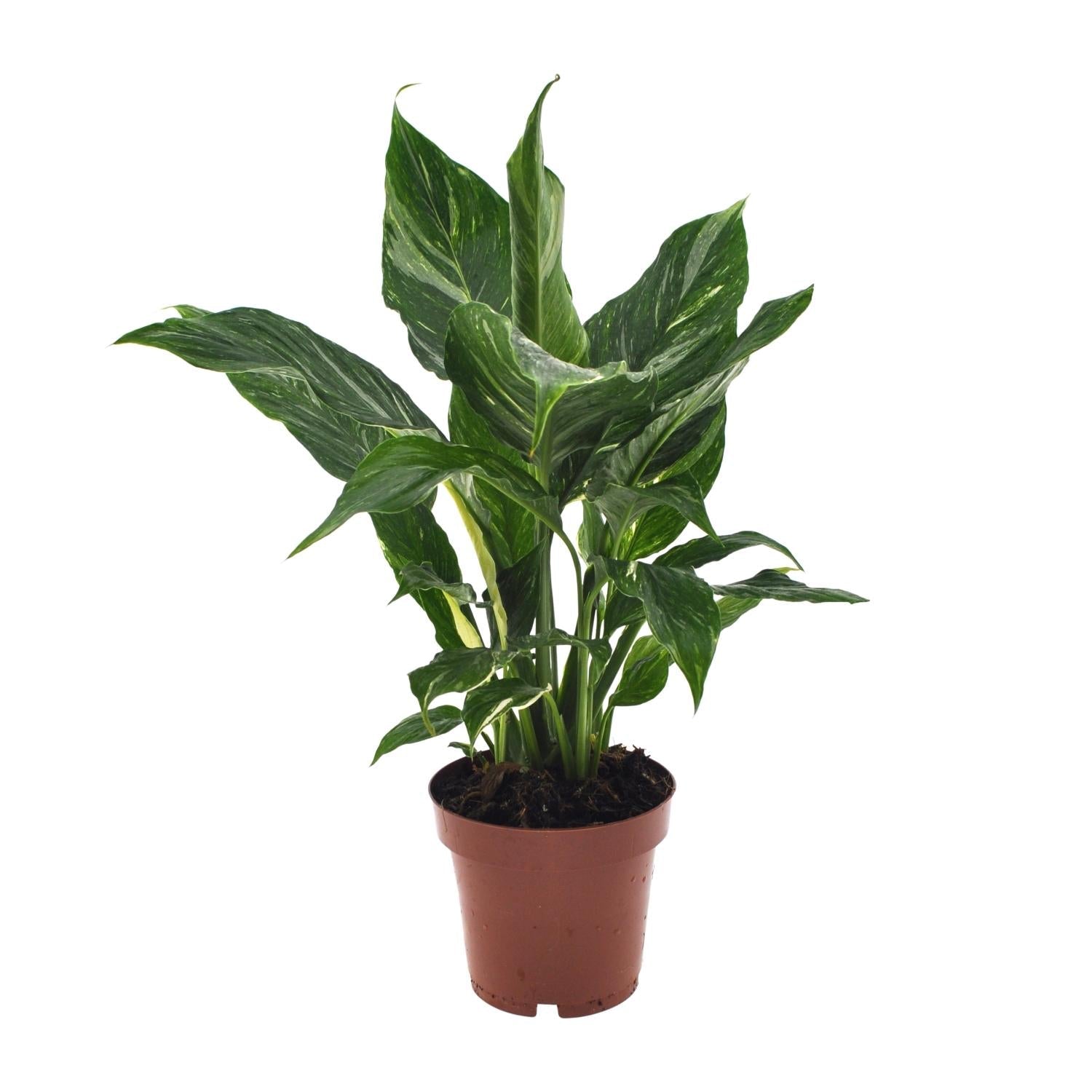 Spathiphyllum ‘Diamond’ – Einblatt – 12 cm Topf, 40 cm hoch - Green Guardia - Ihr Experte für Schädlinge und Pflanzen