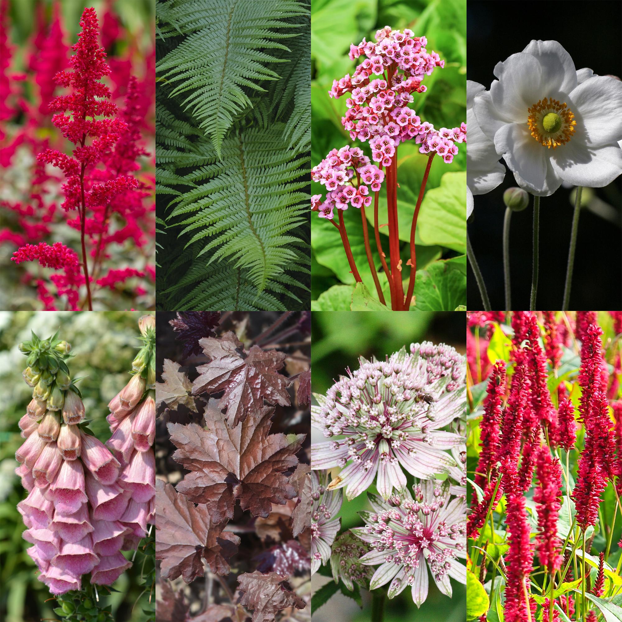 Staudenpaket – Schatten – 8 Stauden – für ca. 1 m² – verschiedene Farben – pflegeleicht – 11 cm Topf - Green Guardia - Ihr Experte für Schädlinge und Pflanzen