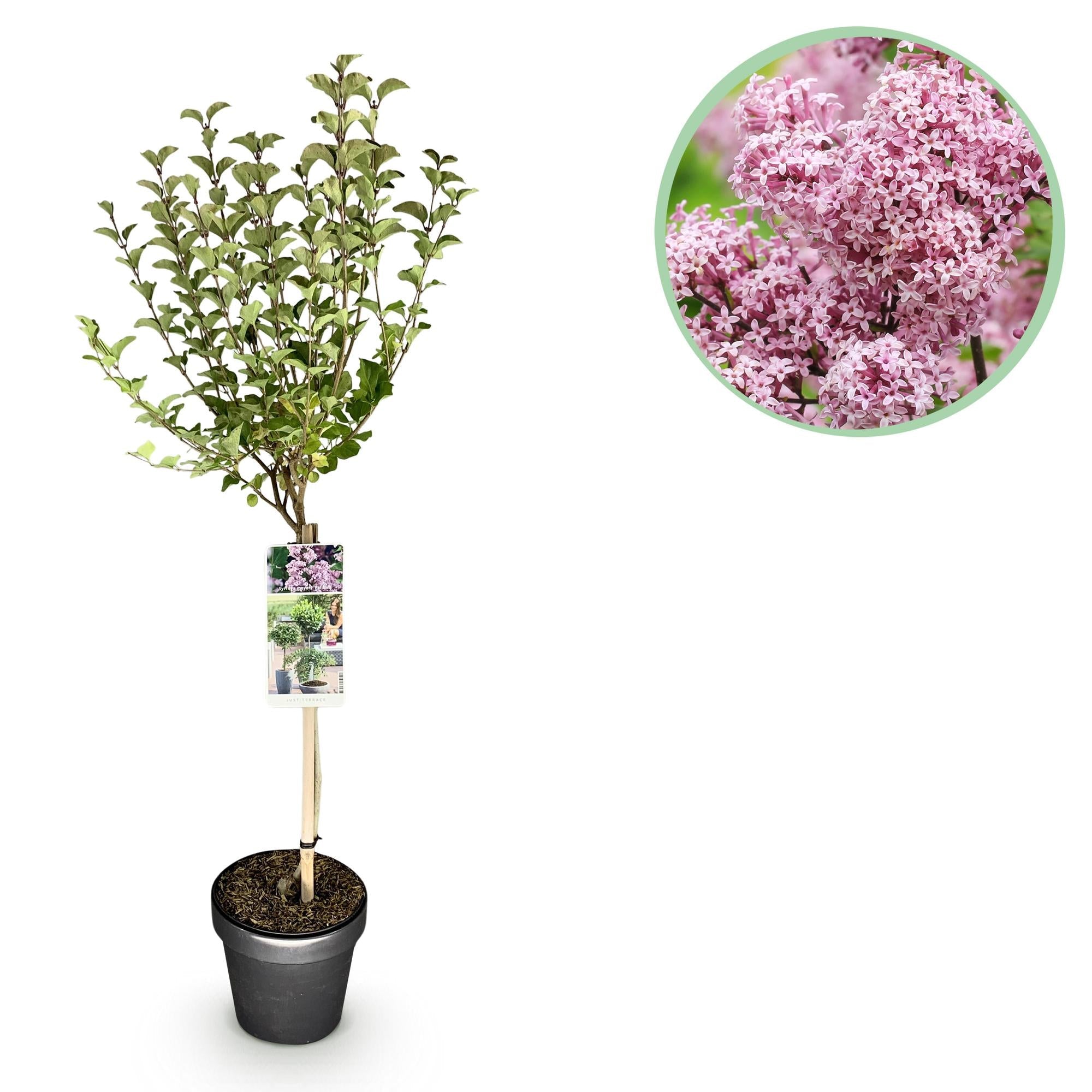 Syringa meyeri ‚Palibin‘ – Terrassenpflanze – laubabwerfend & winterhart – lila Blüte – 19 cm Topf, ca. 90 cm hoch - Green Guardia - Ihr Experte für Schädlinge und Pflanzen