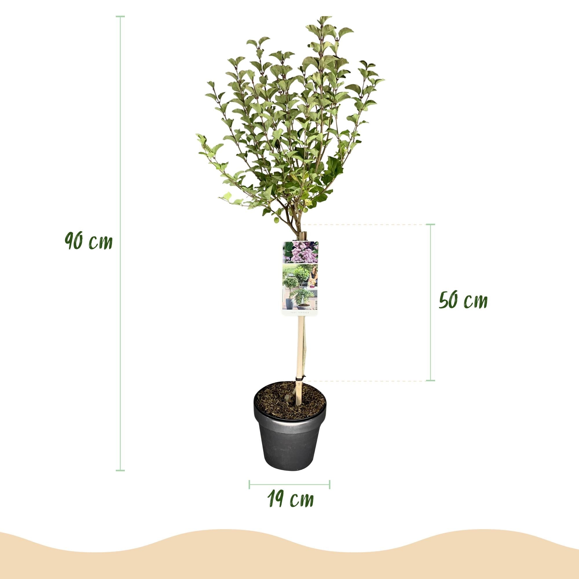 Syringa meyeri ‚Palibin‘ – Terrassenpflanze – laubabwerfend & winterhart – lila Blüte – 19 cm Topf, ca. 90 cm hoch - Green Guardia - Ihr Experte für Schädlinge und Pflanzen