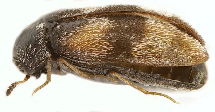 Berlinkäfer in der Küche erkennen – kleine Käfer im Vorratsschrank