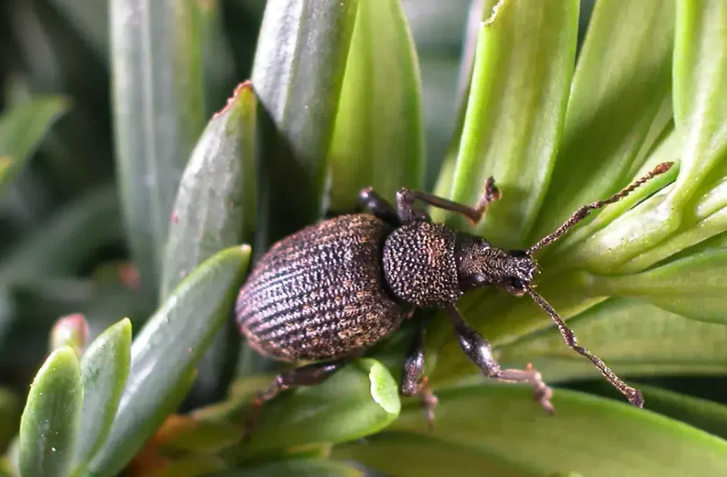 Dickmaulrüssler bekämpfen: Buchtenfraß an Blättern und Larven im Boden