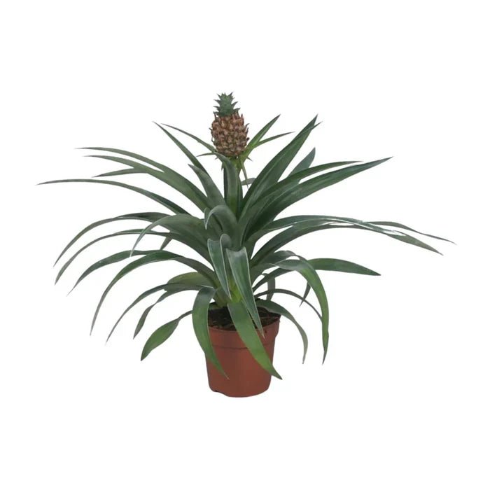 Ananas ‘Mi Amigo’ – Hol dir das Tropen-Feeling mit der dekorativen Zierananas nach Hause - Green Guardia - Ihr Experte für Schädlinge und Pflanzen