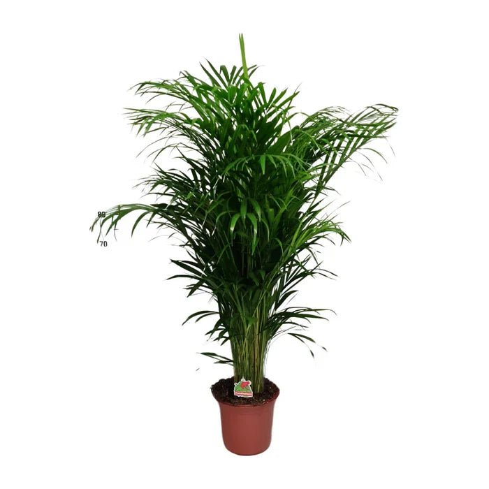 Areca Palme – Die Goldfruchtpalme für tropisches Flair und reine Luft - Green Guardia - Ihr Experte für Schädlinge und Pflanzen