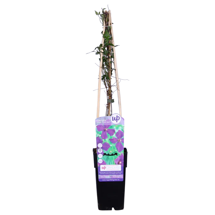 Clematis ‘Polish Spirit’ pflegen – kräftige Sommerblüherin für Garten & Pergola - Green Guardia - Ihr Experte für Schädlinge und Pflanzen