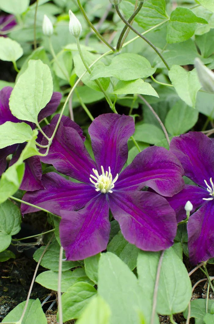 Clematis ‘Warszawska Nike’ pflegen – tiefviolette Blüten & starker Wuchs - Green Guardia - Ihr Experte für Schädlinge und Pflanzen