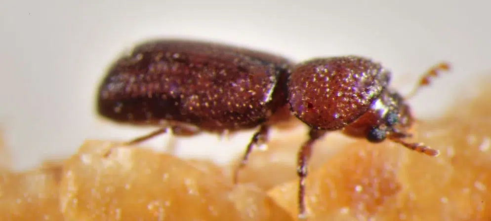 Getreidekapuzine bekämpfen: Käfer im Vorratsschrank erkennen und Vorräte schützen
