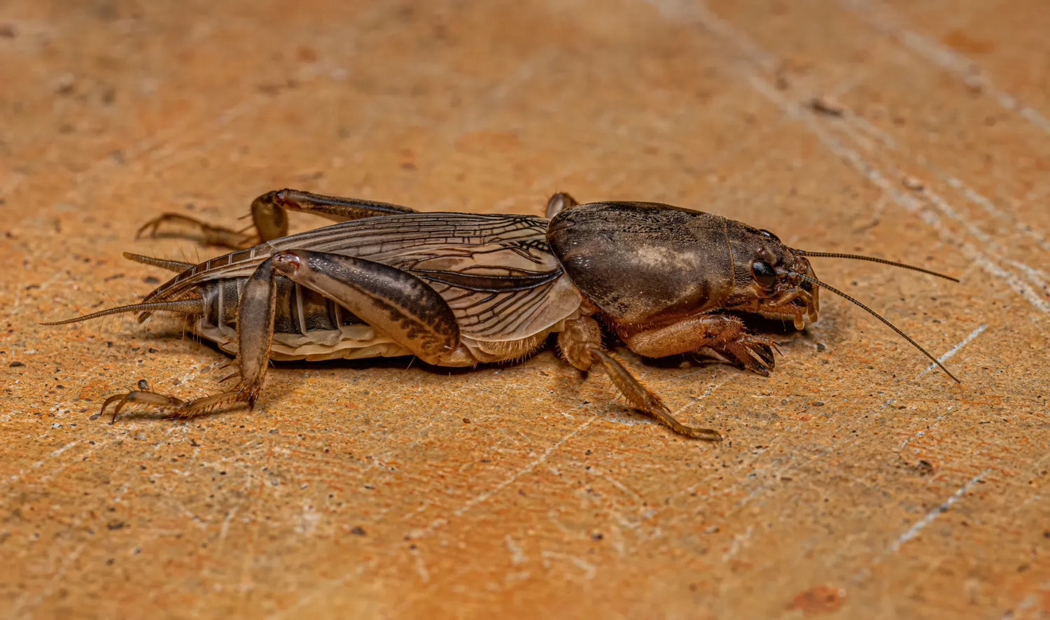 Maulwurfsgrille erkennen – Erdwülste und Gänge im Gartenboden