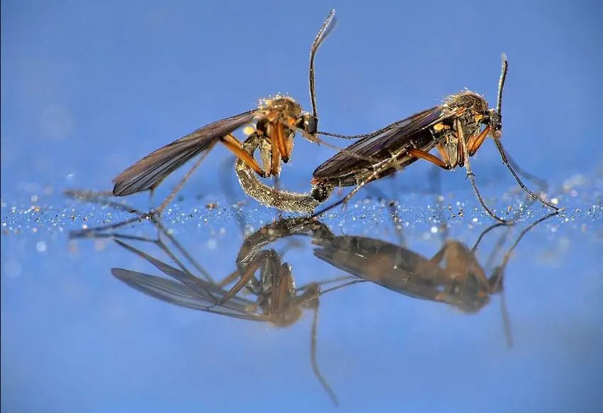 Mücken bekämpfen – Natürliche Methoden & effektive Produkte gegen Mückenbefall - Green Guardia - Ihr Experte für Schädlinge und Pflanzen