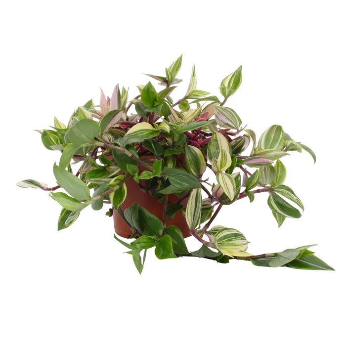 Pink Pampas Guide: So bleibt deine Tradescantia Quadricolor farbenfroh - Green Guardia - Ihr Experte für Schädlinge und Pflanzen