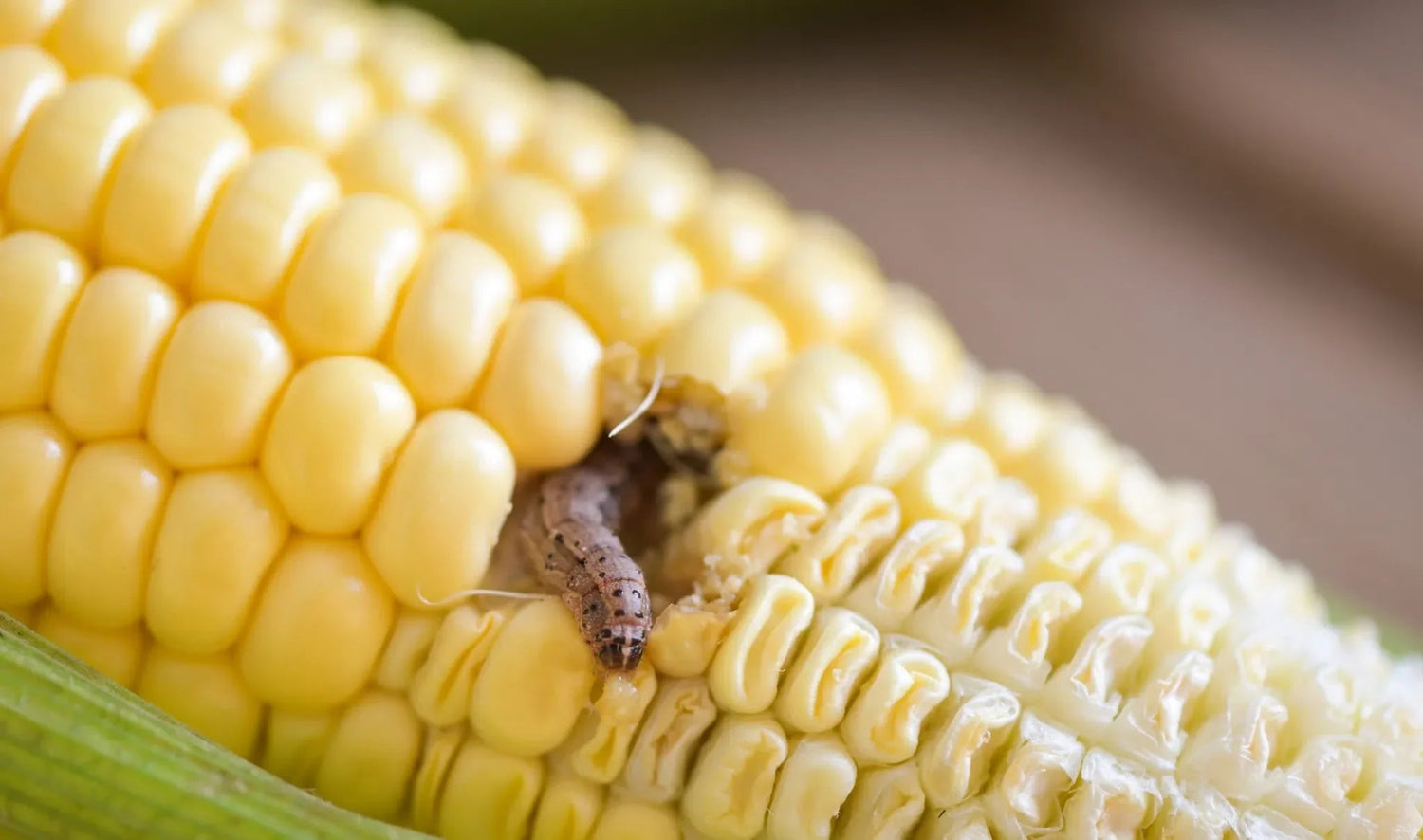 Schutz vor dem Maiszünsler: Effektive Strategien zur natürlichen Bekämpfung - Green Guardia - Ihr Experte für Schädlinge und Pflanzen