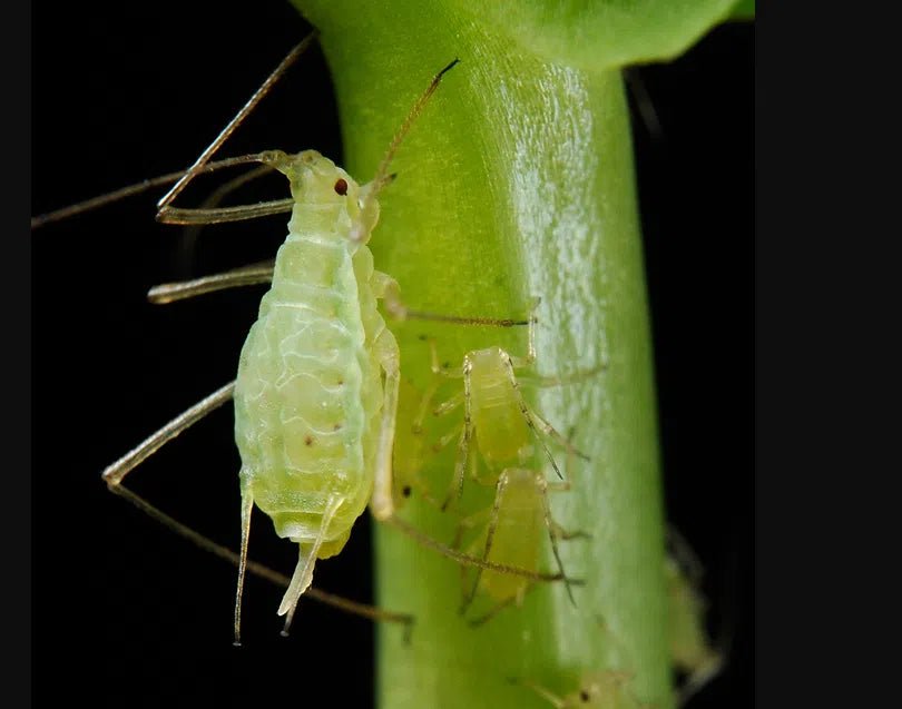 Schutz vor Erbsenblattläusen: Natürliche und nachhaltige Methoden zur Bekämpfung - Green Guardia - Ihr Experte für Schädlinge und Pflanzen