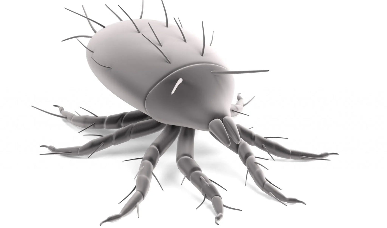 Wurzelmilben: Natürliche Methoden zur Bekämpfung und Vorbeugung - Green Guardia - Ihr Experte für Schädlinge und Pflanzen