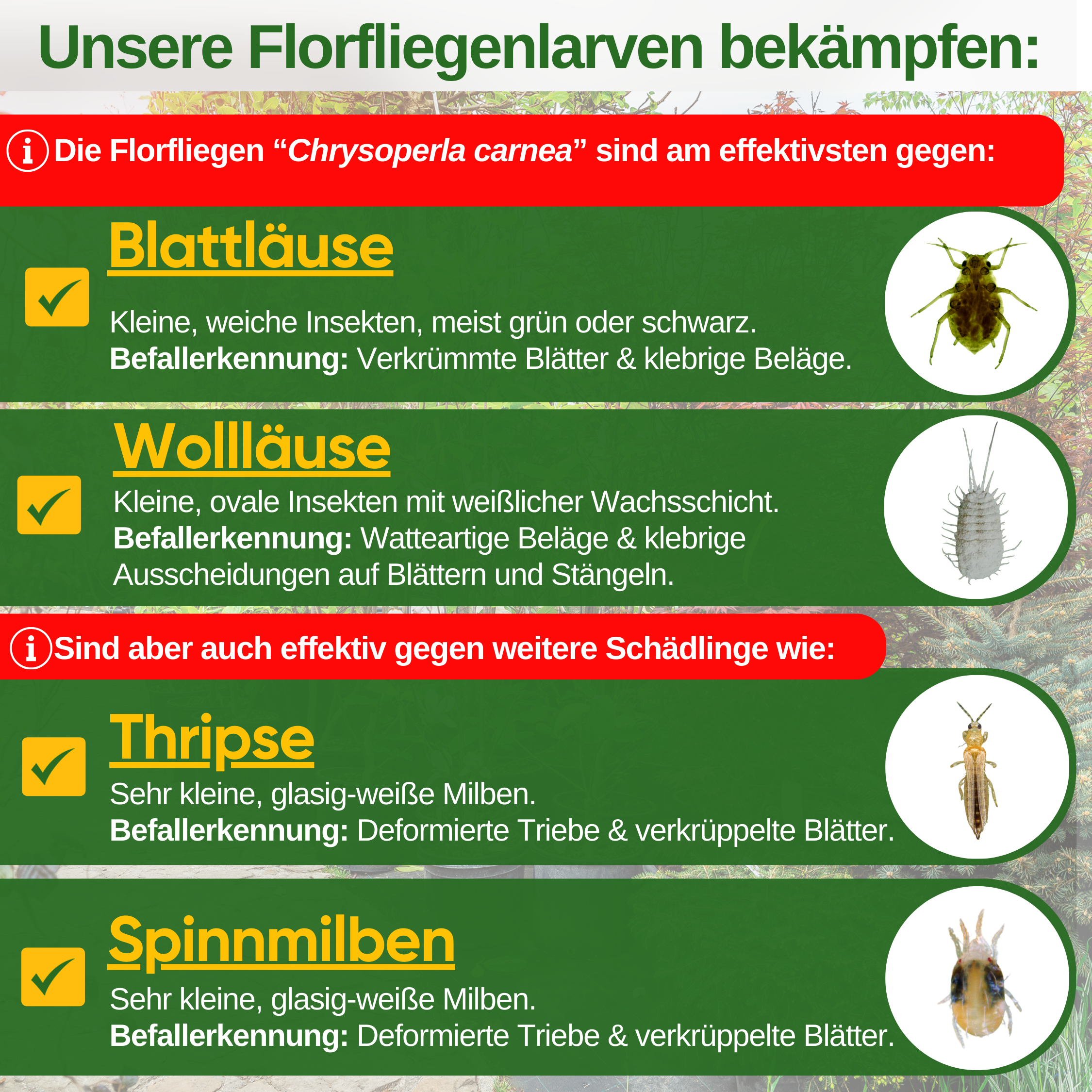 Gaasvlieglarven tegen bladluizen en wolluizen