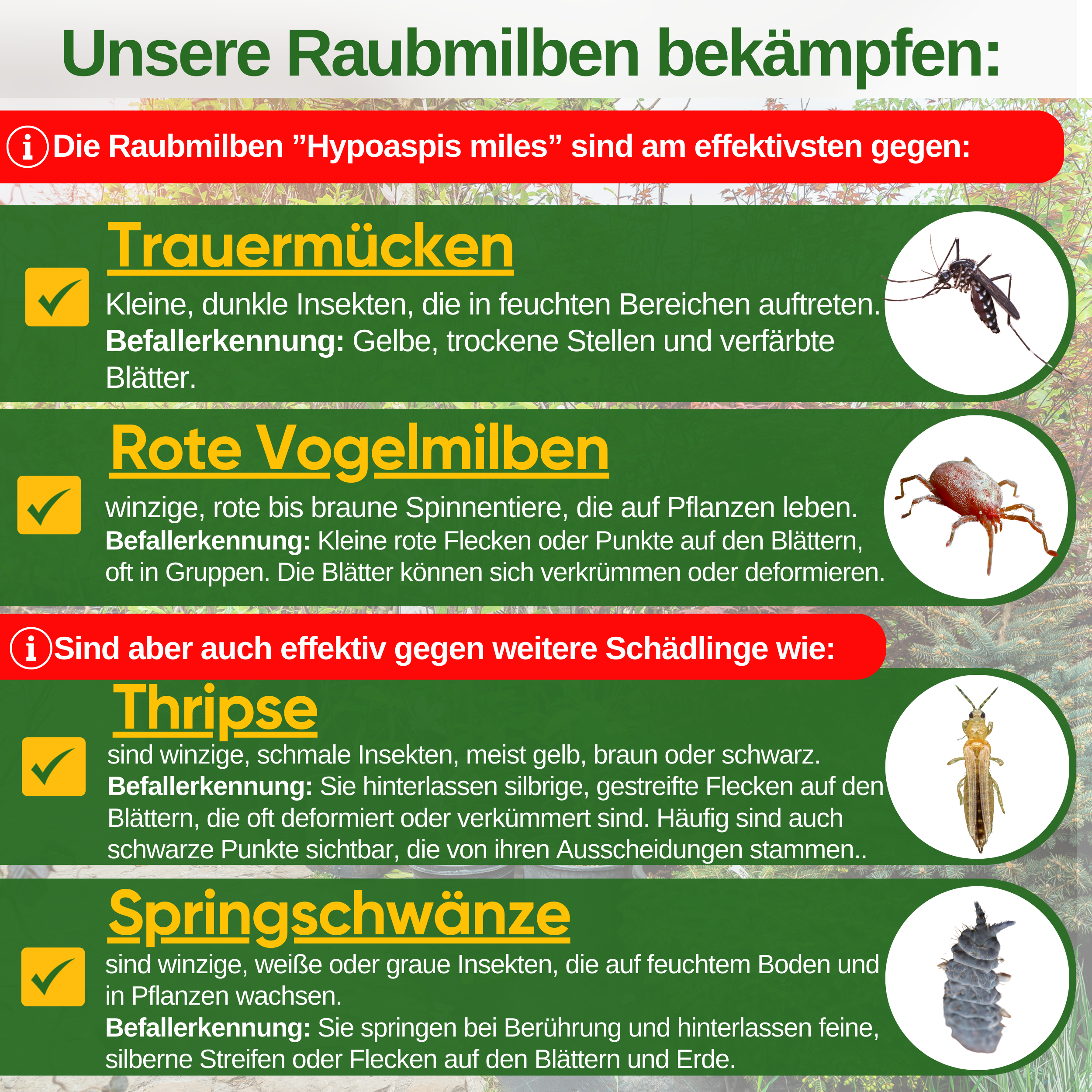 Predatory mite mix against fungus gnats &amp; red bird mites – loose product