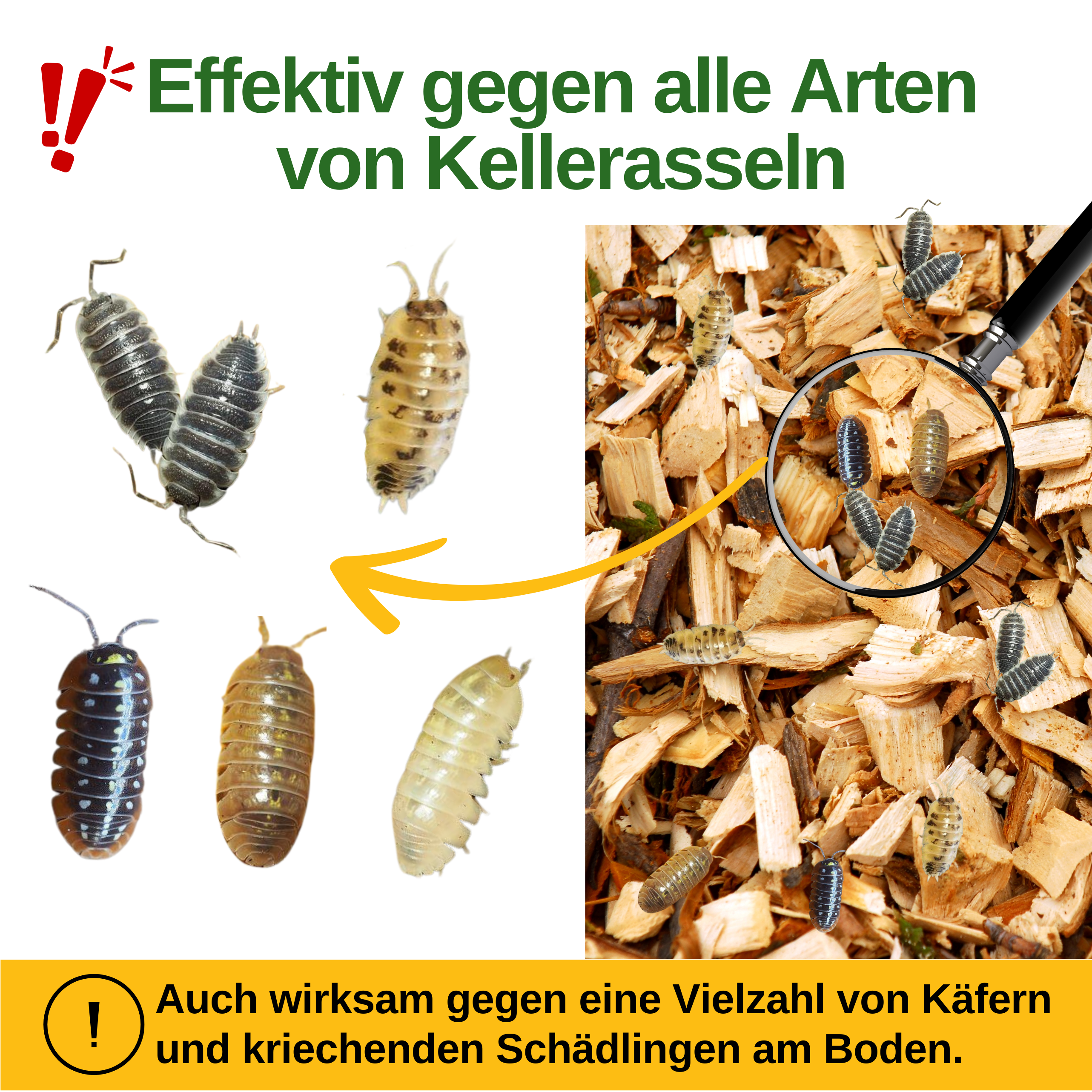 Woodlice trap with pheromone attractant 