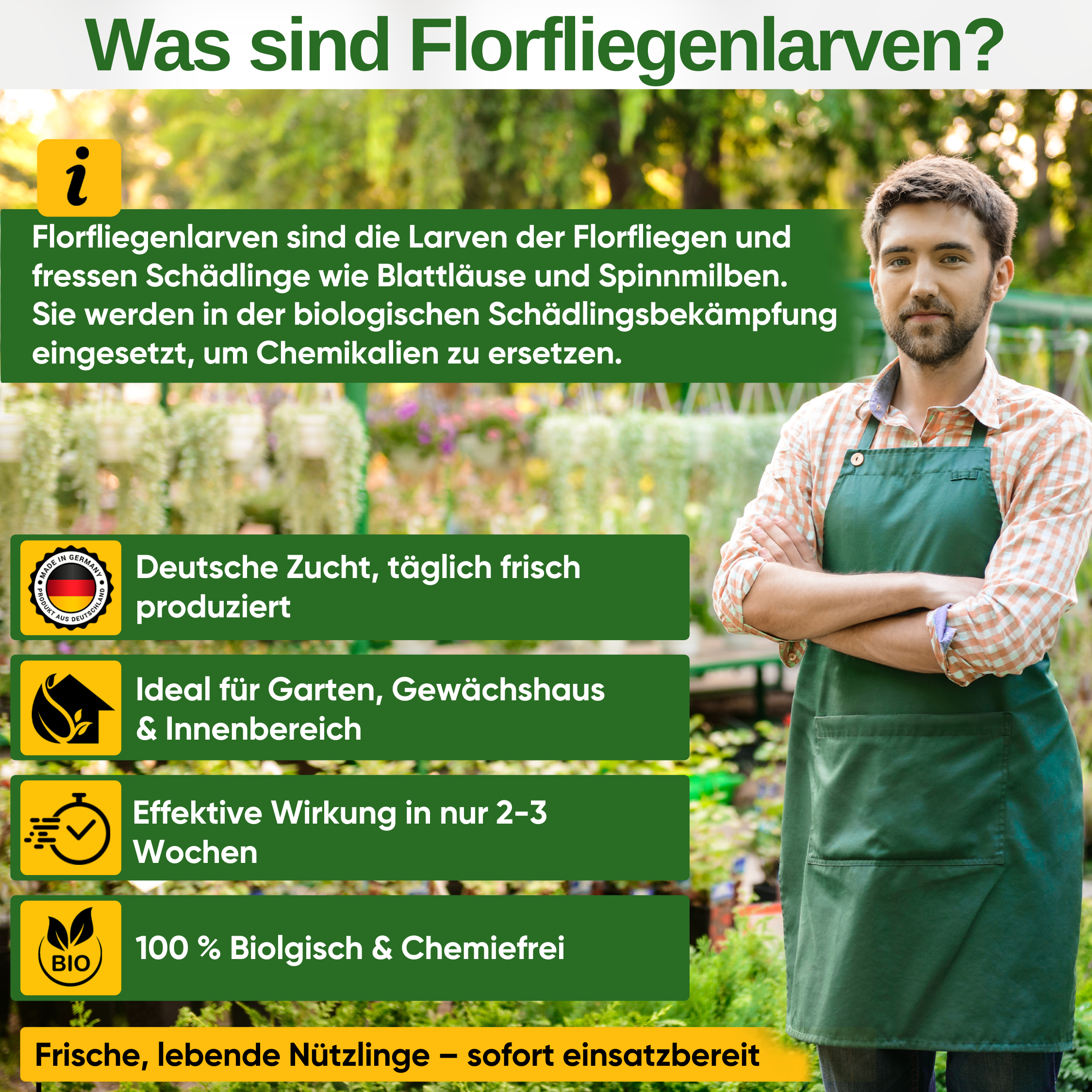 Gaasvlieglarven tegen bladluizen en wolluizen