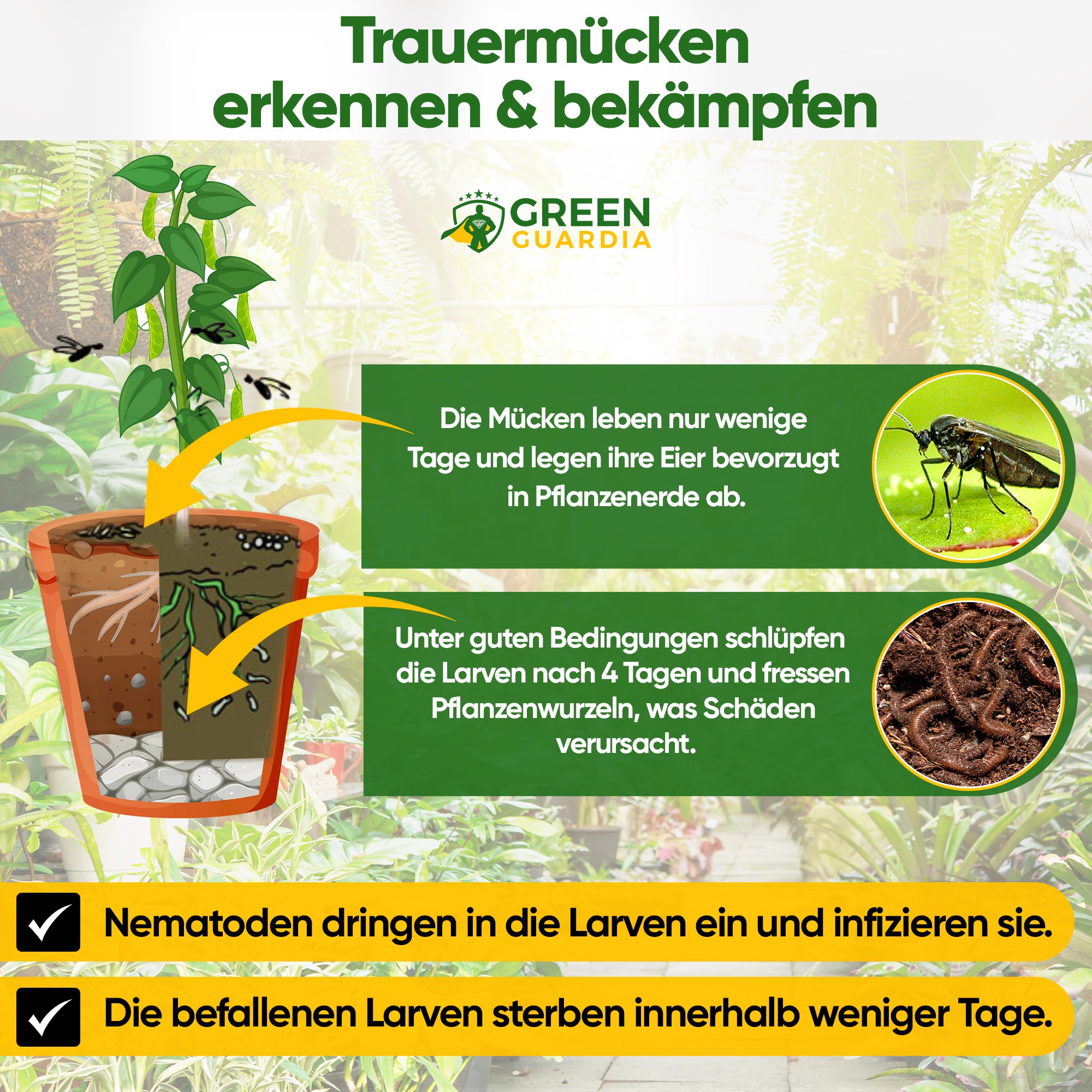 SF nematodes against fungus gnats, codling moths &amp; ants 