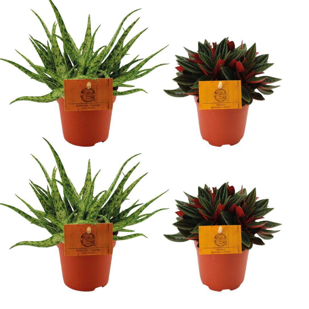 2x Aloe ‘Spider’ & 2x Peperomia ‘Rosso’ – 4 Pflanzen – 10,5 cm Topf, 10 cm hoch - Green Guardia - Ihr Experte für Schädlinge und Pflanzen